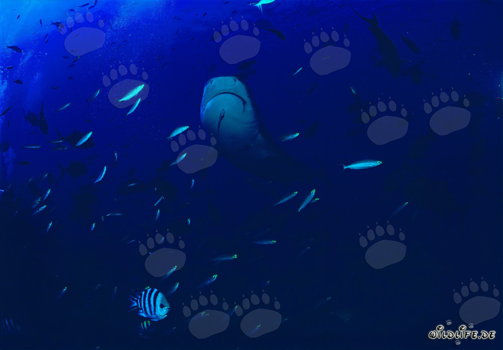 Requin tigre émerge majestueusement des profondeurs