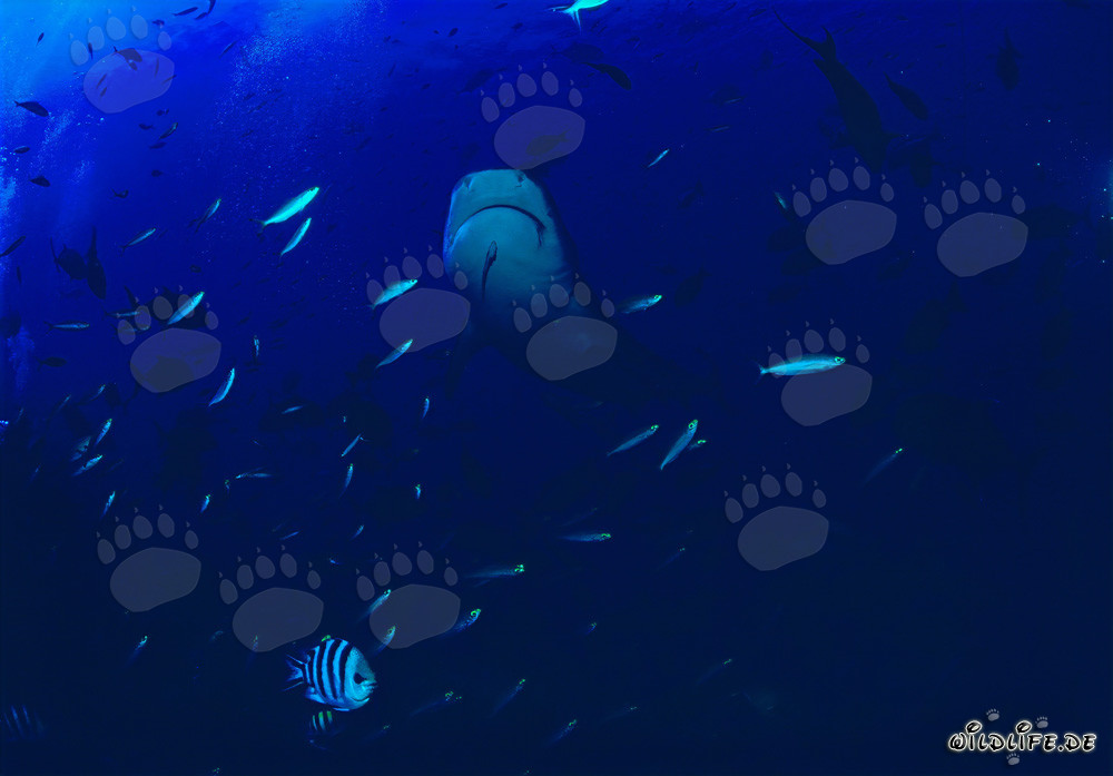 Lo squalo tigre emerge maestosamente dalle profondità