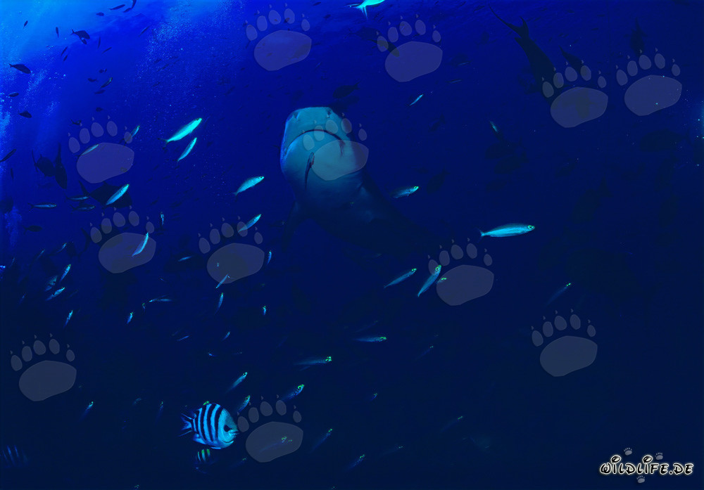 Tiburón tigre emerge majestuosamente desde las profundidades