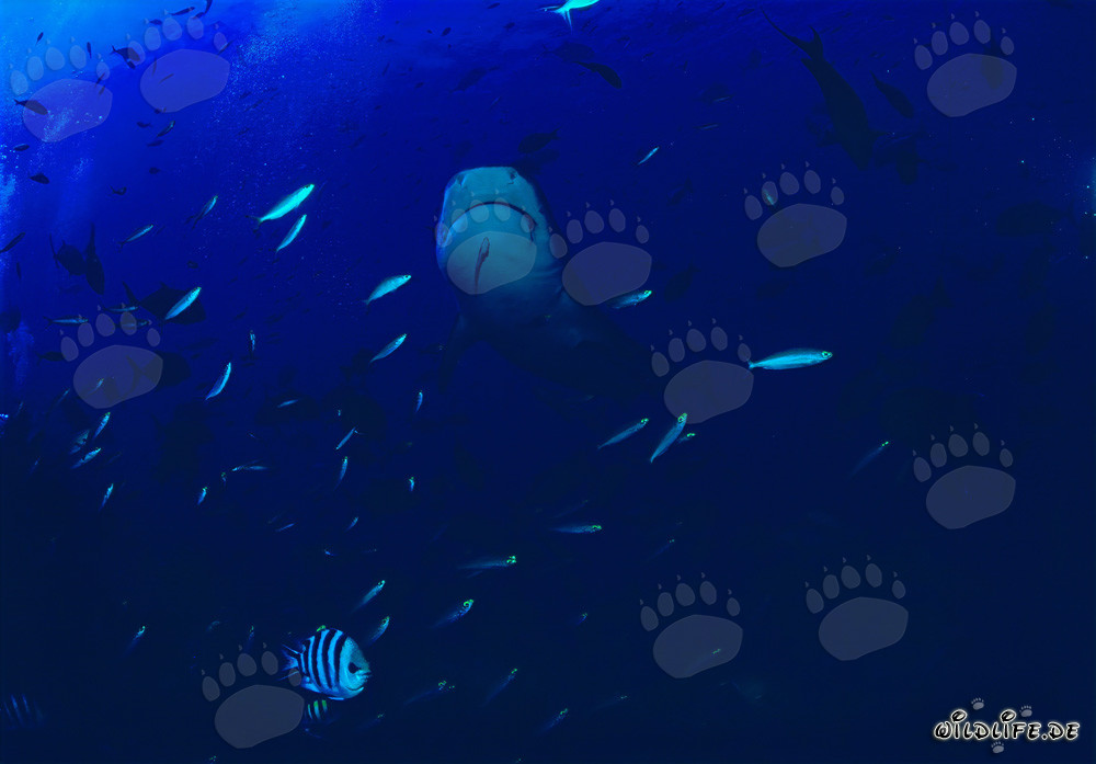 Tigerhai taucht majestätisch aus der Tiefe auf