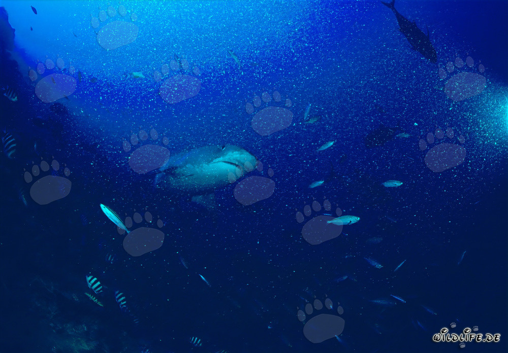 Requin tigre sur le récif - Majestueux habitant des mers