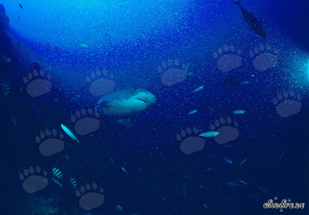 Squalo tigre sulla barriera corallina - Maestoso abitante marino