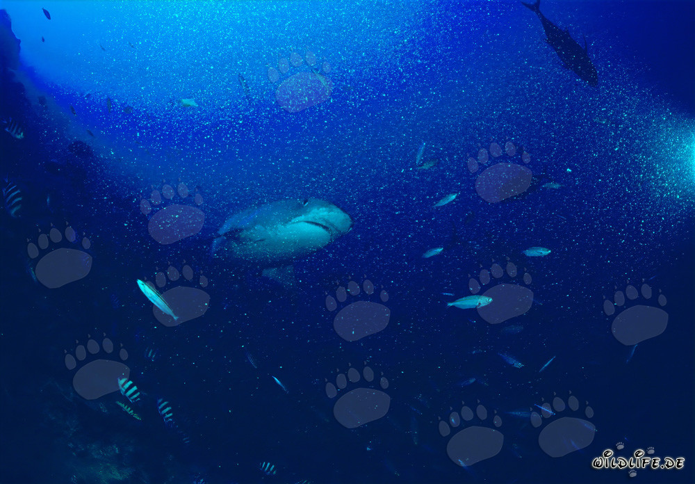 Tiger Shark at the Reef - Majestic Sea Creature