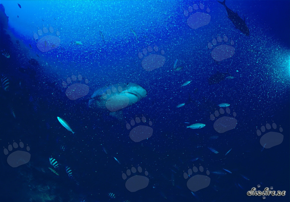 Tigerhai am Riff - Majestätischer Meeresbewohner