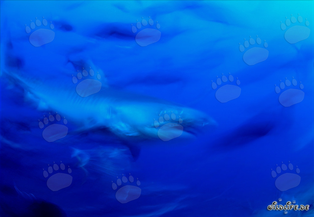 Majestic Tiger Shark in the Deep Blue Ocean