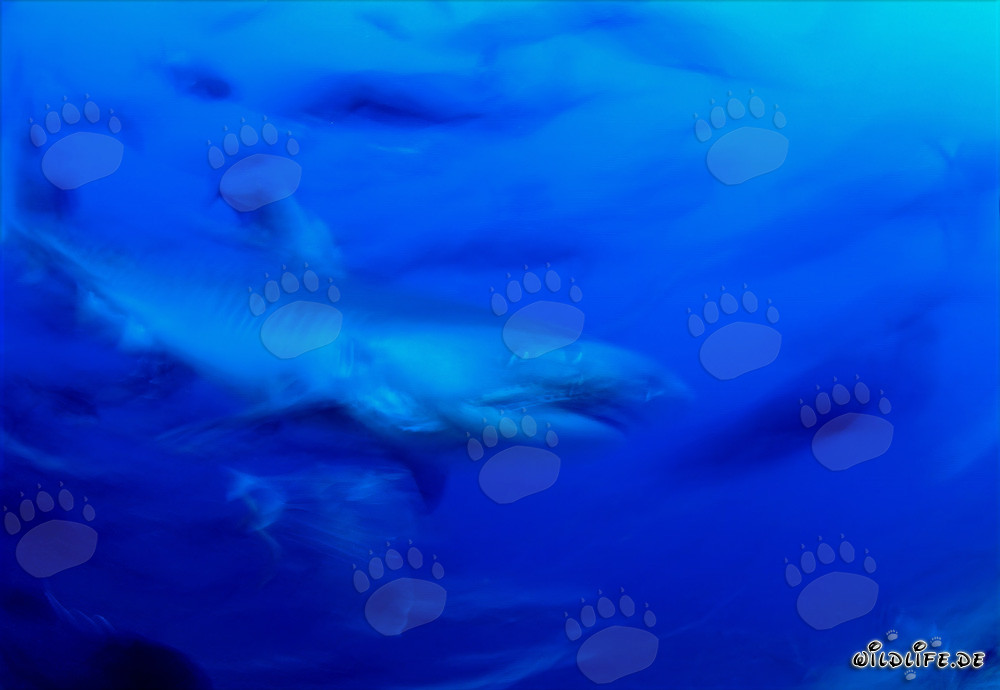 Requin tigre majestueux dans l'océan bleu profond