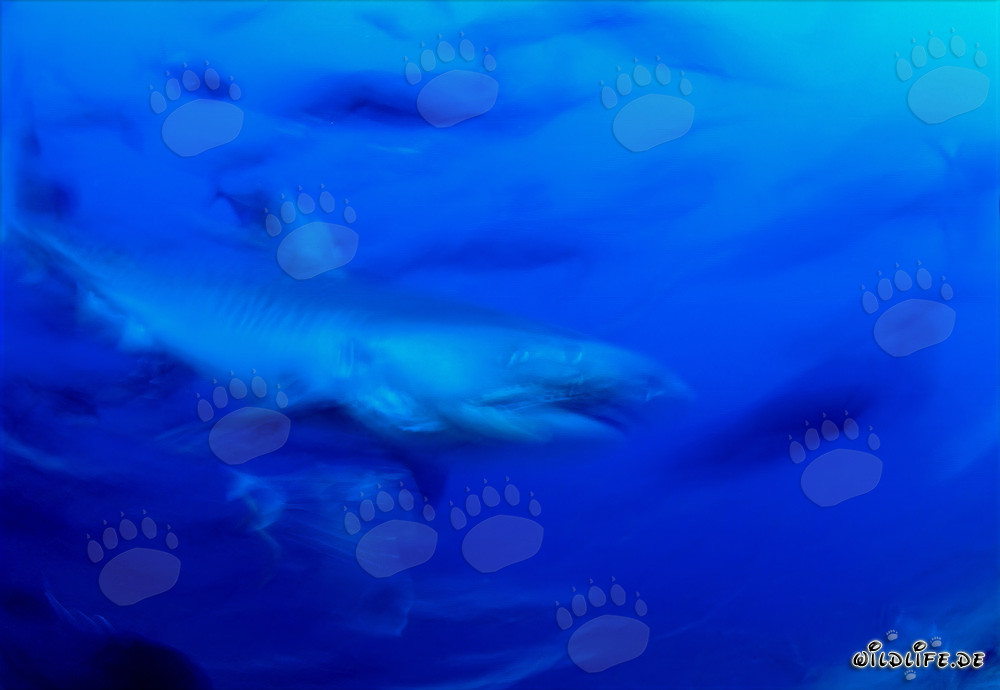 Maestoso squalo tigre nell'oceano blu profondo