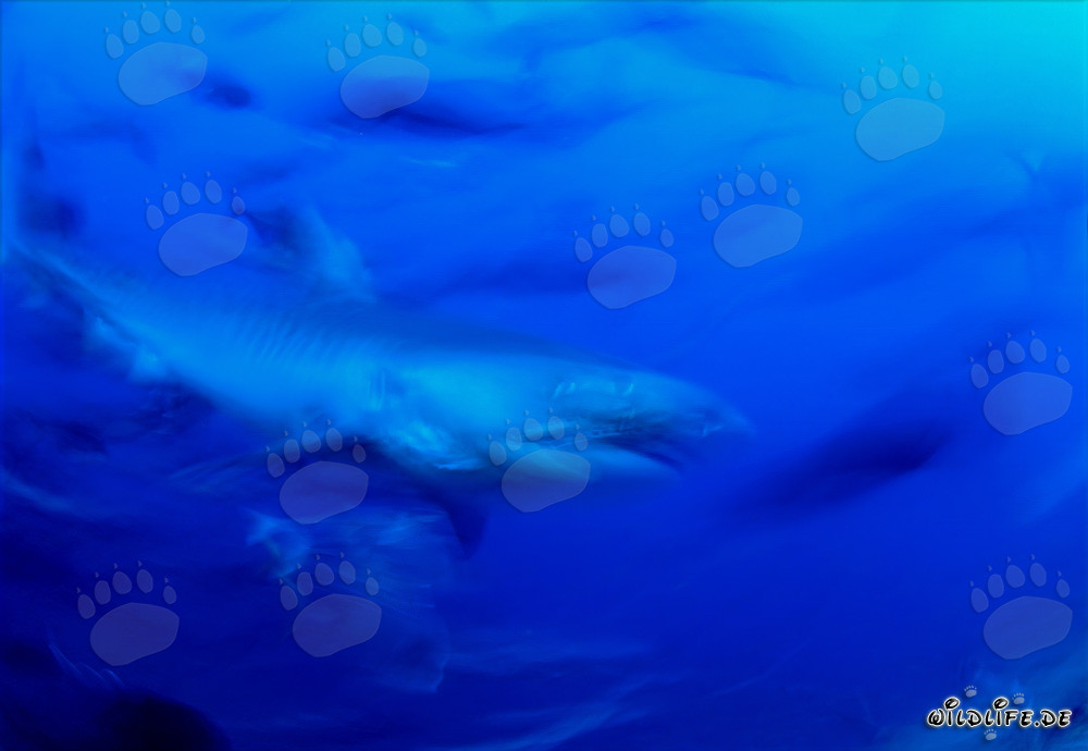 Tiburón tigre majestuoso en el profundo océano azul