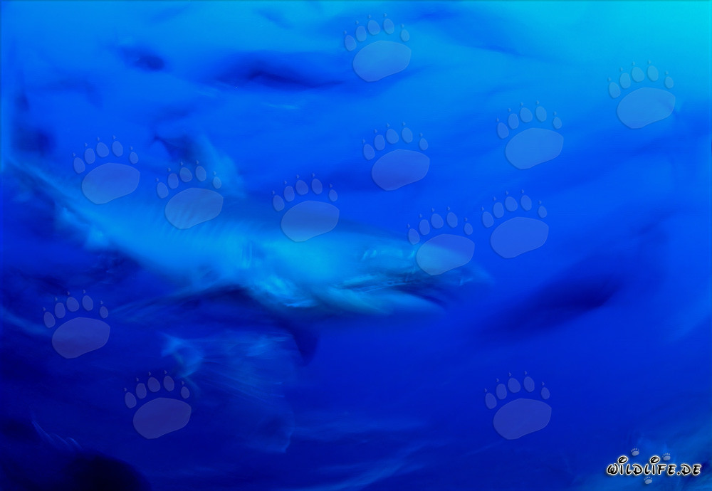 Majestätischer Tigerhai im tiefblauen Ozean