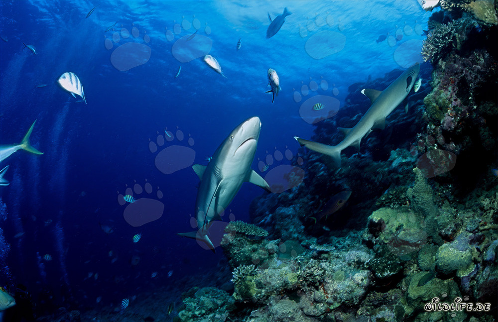 Tiburón gris de arrecife y tiburón punta blanca en la laguna de Beqa en Fiji