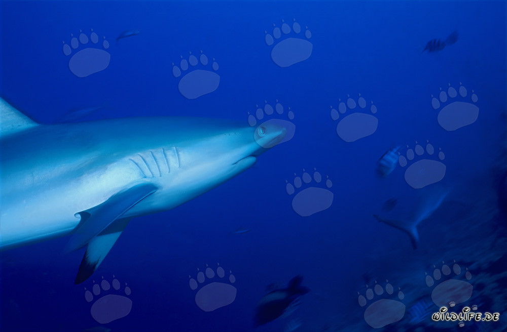 Grauer Riffhai im kristallklaren Wasser vor dem Shark Reef auf Vitu Levu