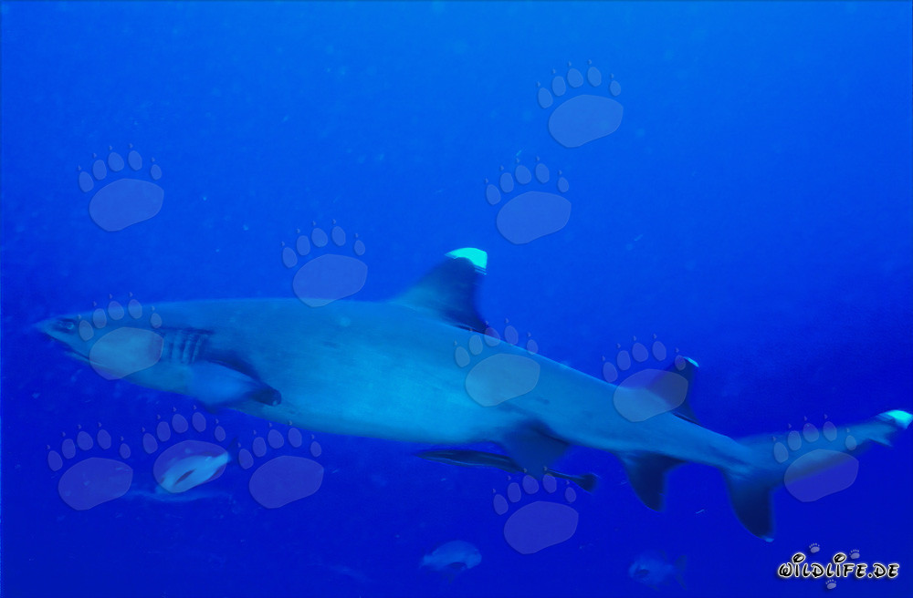 Affascinante squalo di barriera a punte bianche nelle acque blu profonde del Pacifico Sud