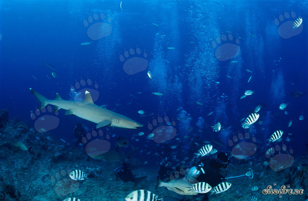 Requin à pointes blanches fascinant nage élégamment vers le plongeur