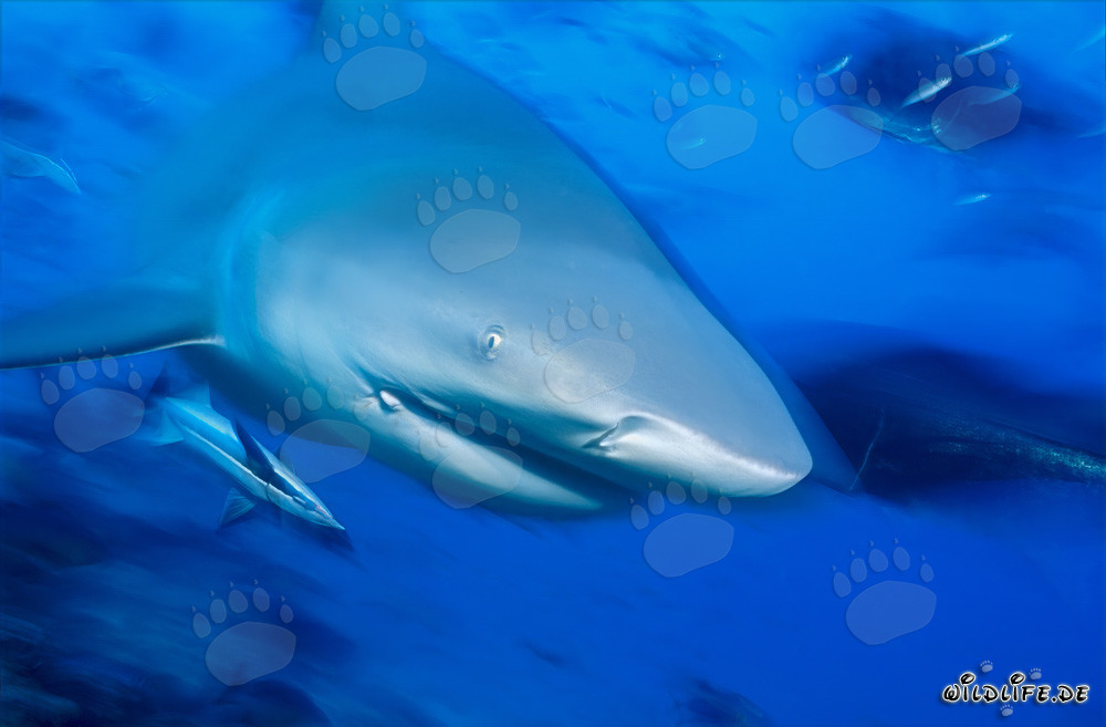 Close-up of an impressive bull shark