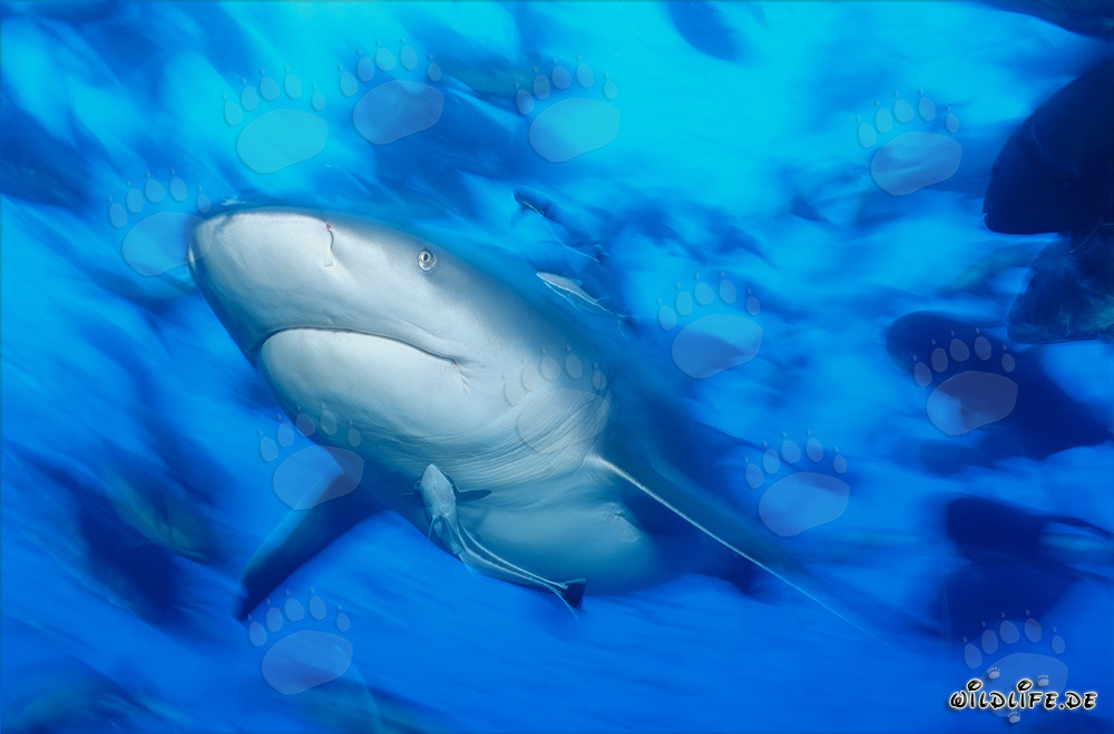 Impressive portrait of a Bull Shark in Beqa Lagoon, Fiji