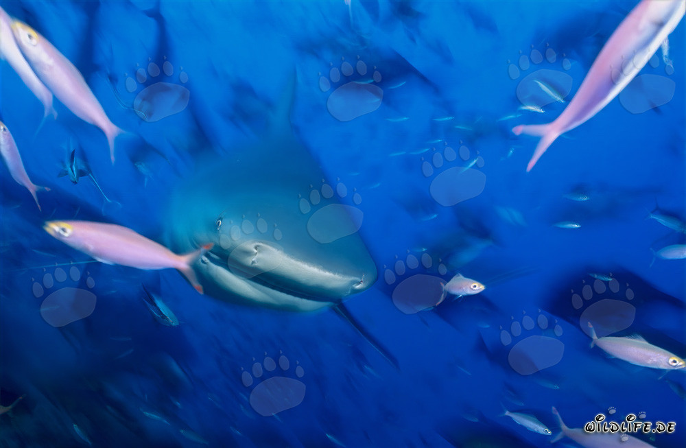Giovani squali toro circondati da pesci nel laguna di Beqa
