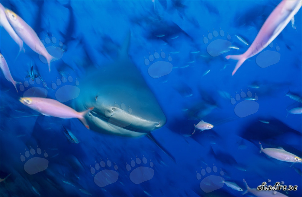 Jeunes requins taureaux entourés de poissons dans le lagon de Beqa