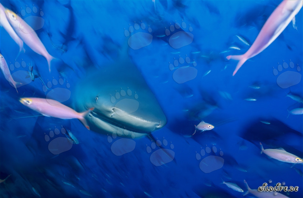 Jóvenes tiburones toro rodeados de peces en el lago Beqa