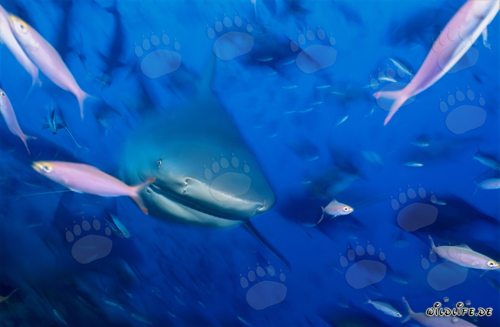 Junge Bullenhaie in Beqa Lagune umgeben von Fischen