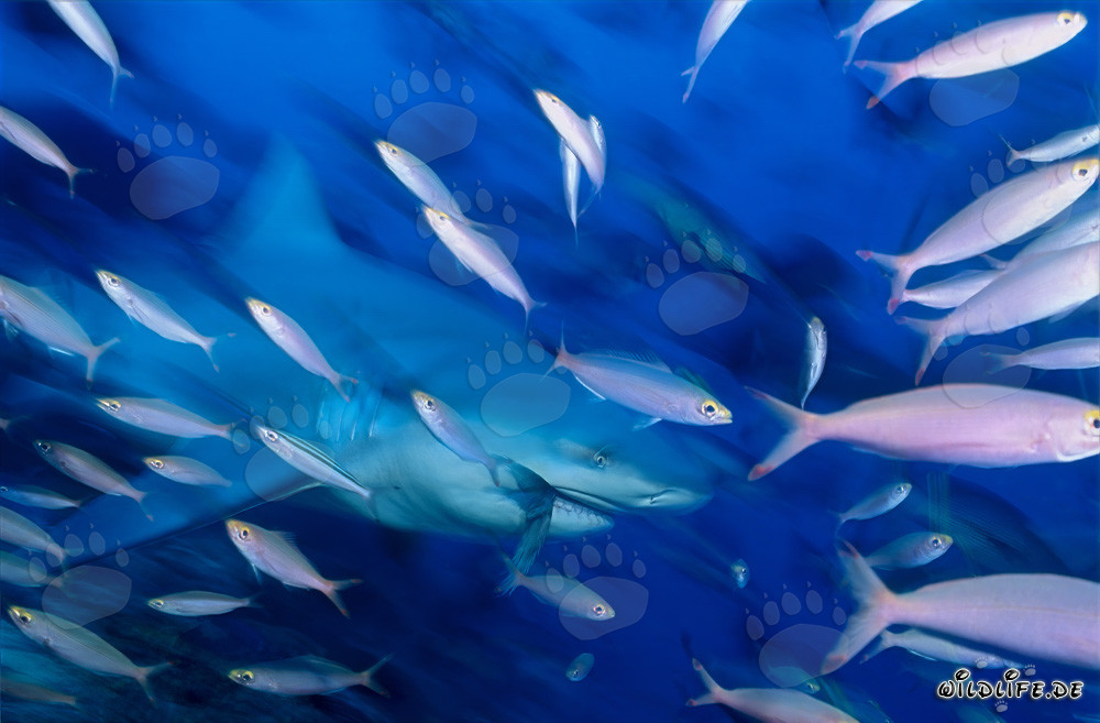 Bull shark with reef fishes