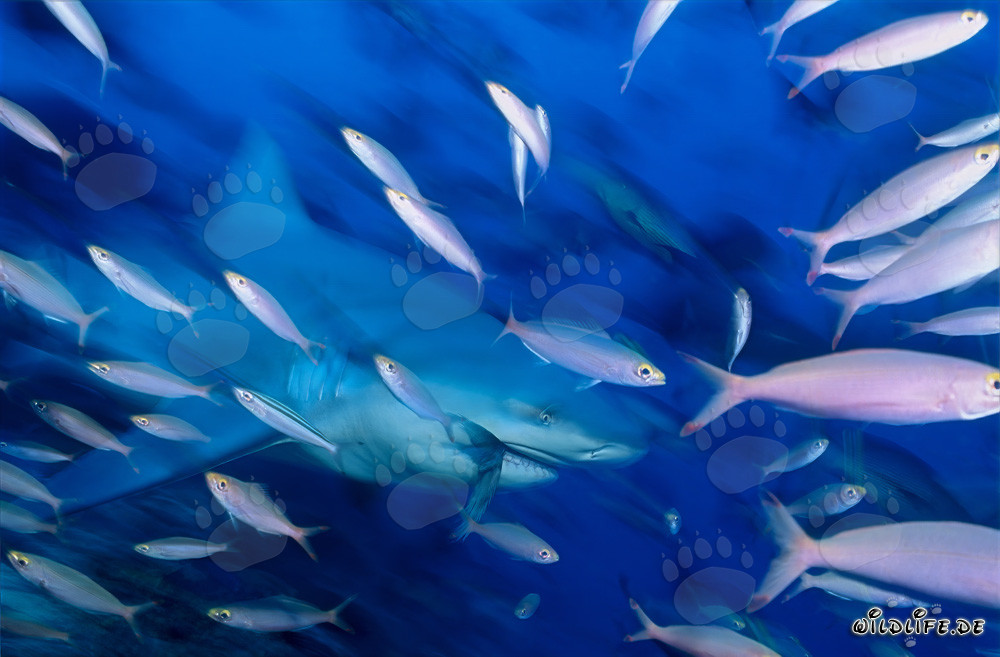 Bullenhai mit Rifffischen