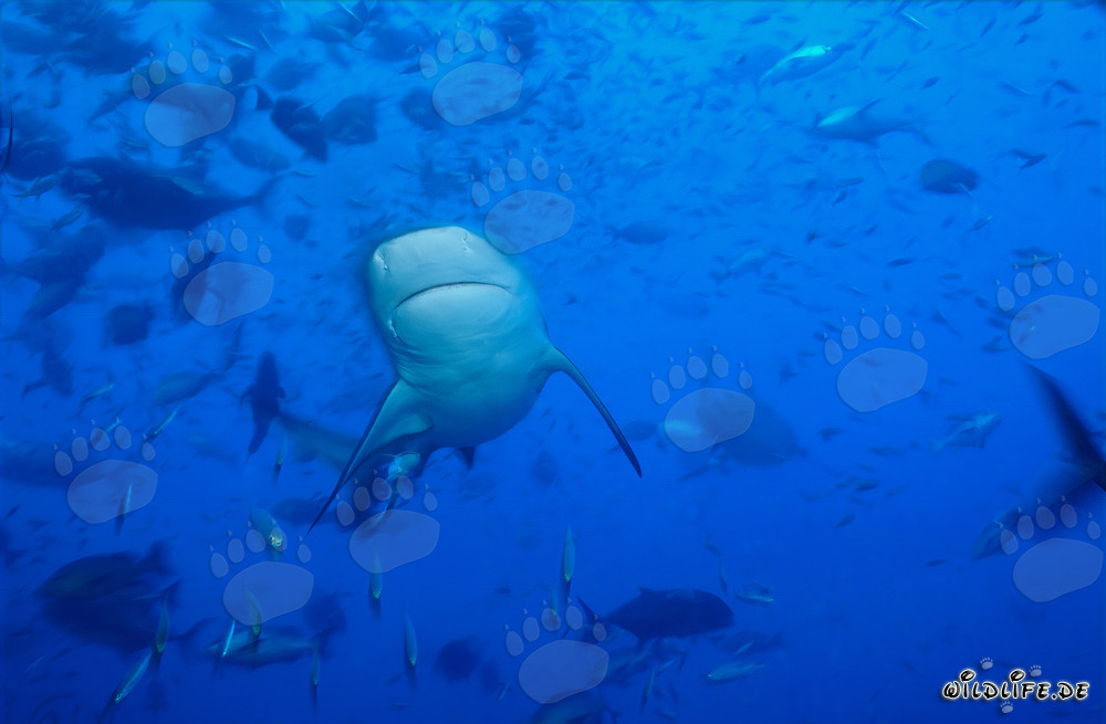 Bull Shark - Majestic Sea Creature from the Depths