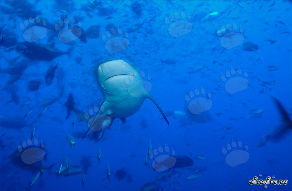 Requin taureau - Majestueux habitant des profondeurs marines