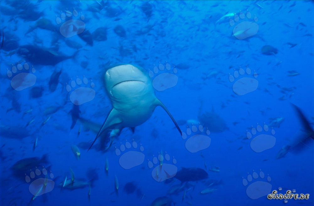 Squalo toro - Maestoso abitante delle profondità marine