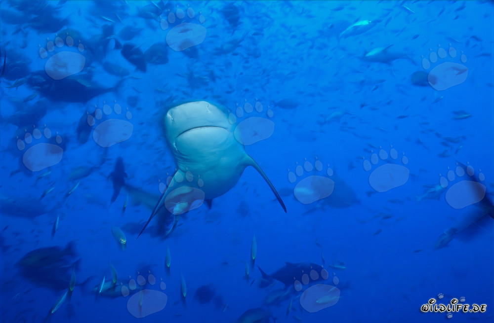 Tiburón toro - Majestuoso habitante de las profundidades marinas