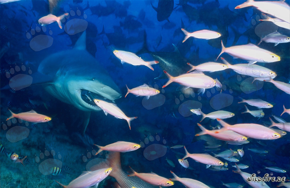 Impressive bull shark surrounded by colorful coral fish