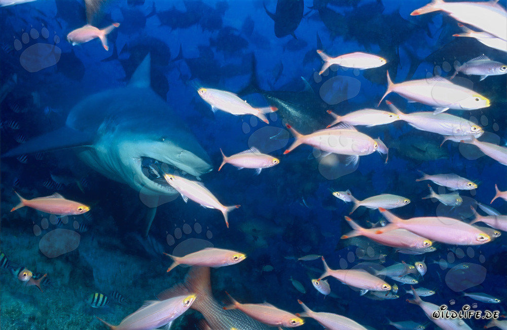 Imposanter Bullenhai umgeben von farbenfrohen Korallenfischen