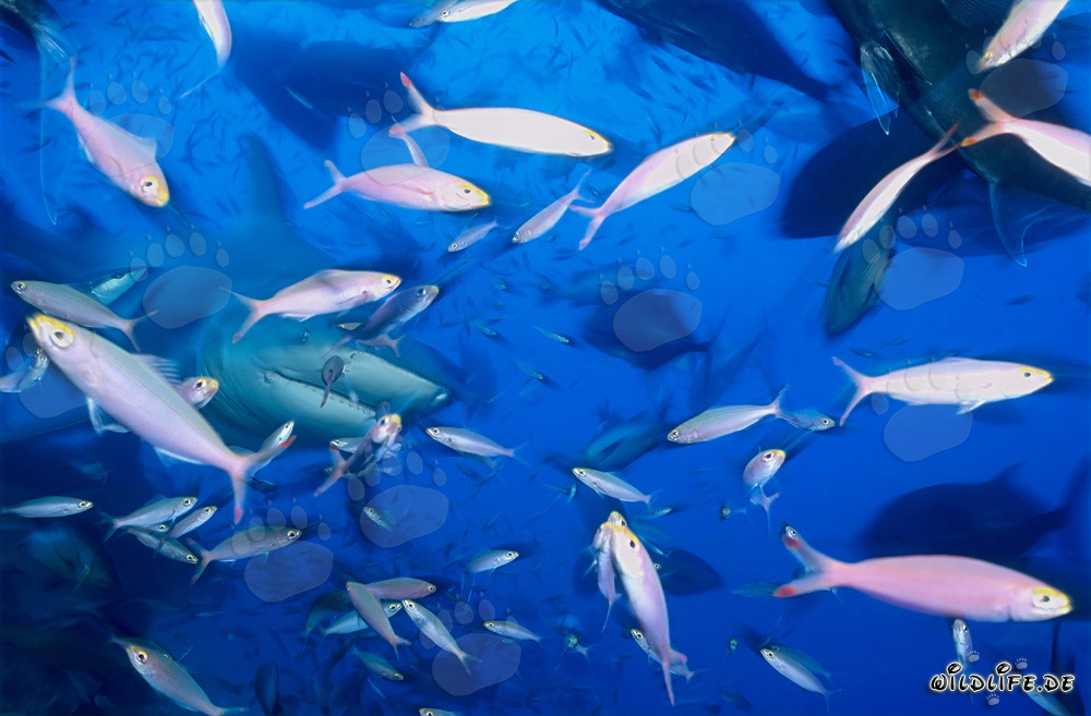 Fascinating bull shark surrounded by a multitude of fish in the coral reef