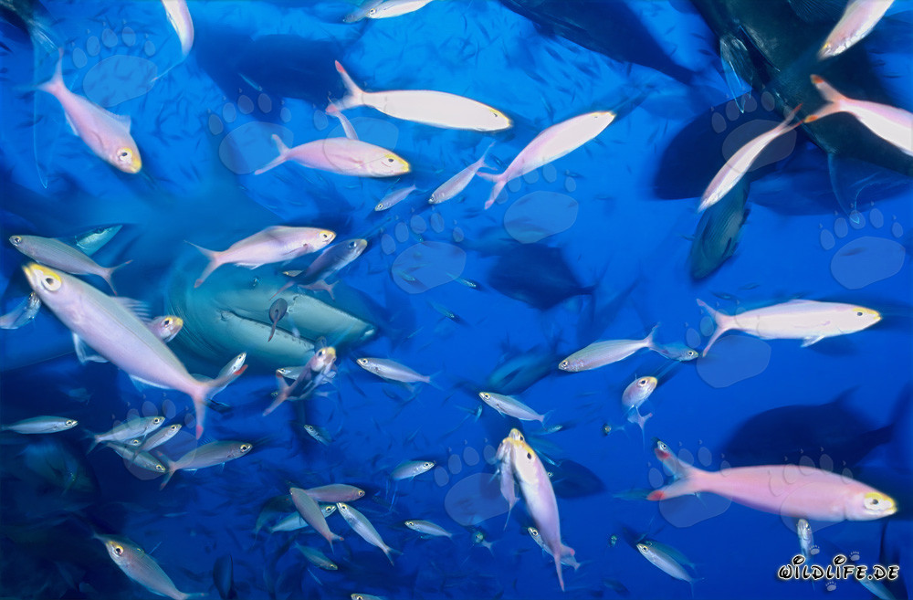 Faszinierender Bullenhai umgeben von einer Vielzahl von Fischen im Korallenriff
