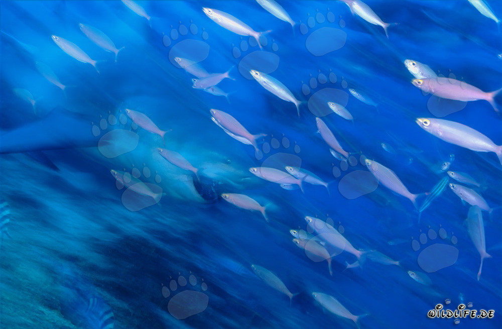 Dimly Bull Shark at Coral Reef