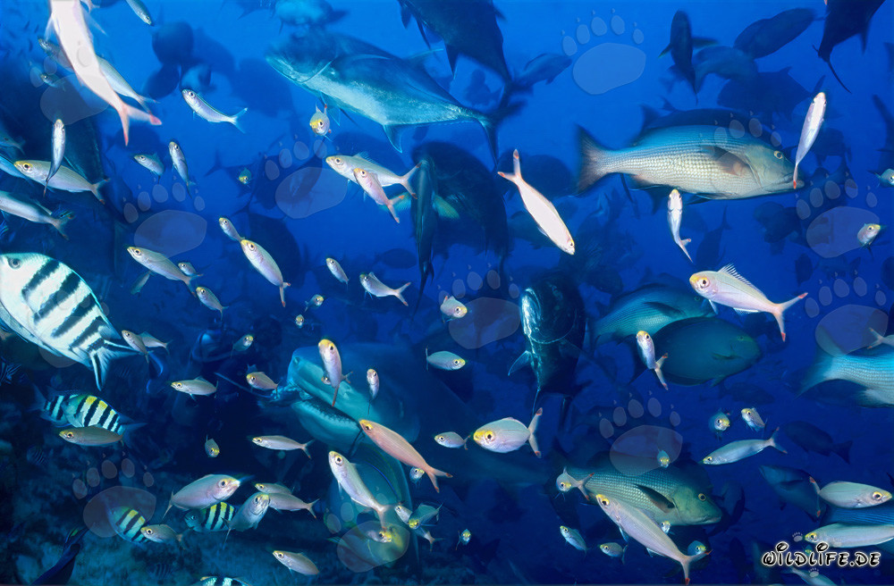 Fascinating bull shark surrounded by giant trevally and coral fish