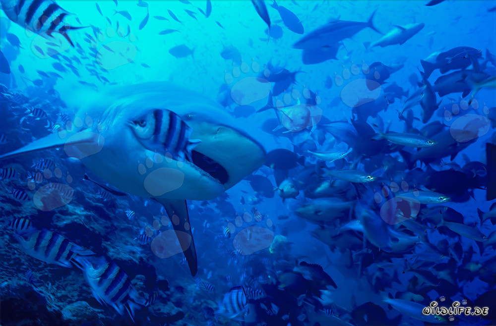 Bull Shark (Carcharhinus leucas) with a slightly open mouth