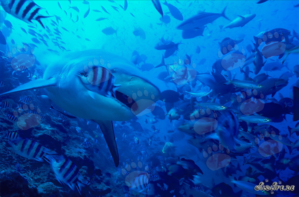 Bullenhai (Carcharhinus leucas) mit leicht geöffnetem Maul