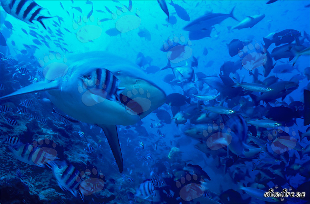 Requin taureau (Carcharhinus leucas) avec la gueule légèrement ouverte