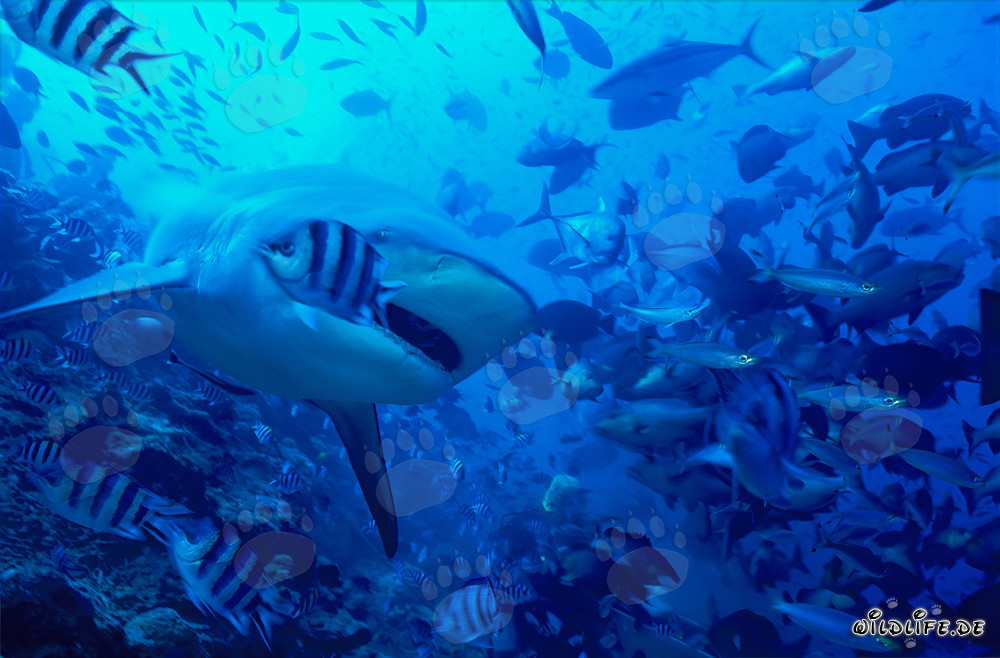 Squalo toro (Carcharhinus leucas) con la bocca leggermente aperta