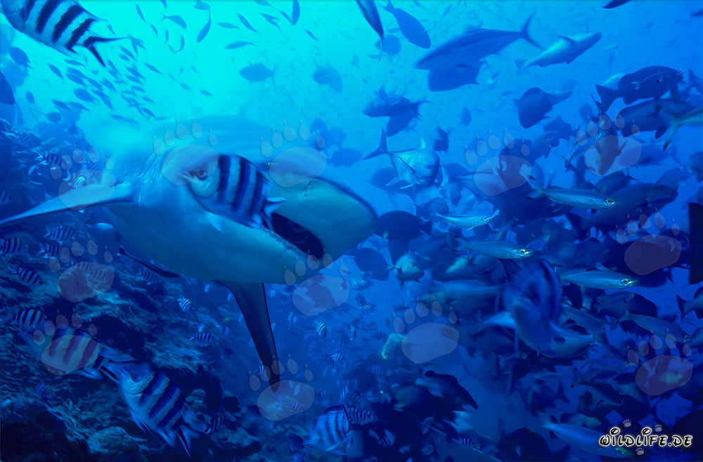 Tiburón toro (Carcharhinus leucas) con la boca ligeramente abierta