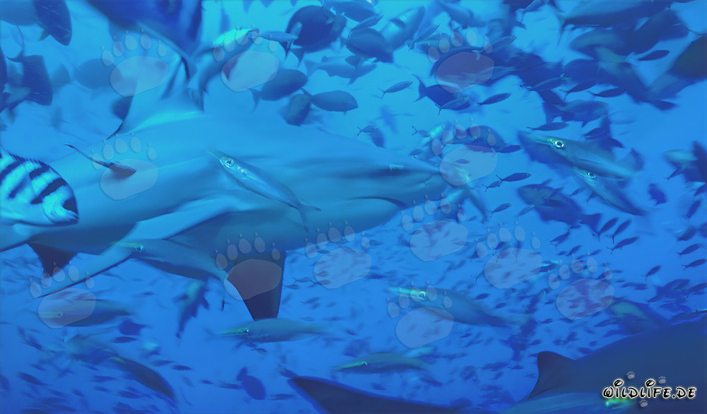 Bull shark with reef fishes