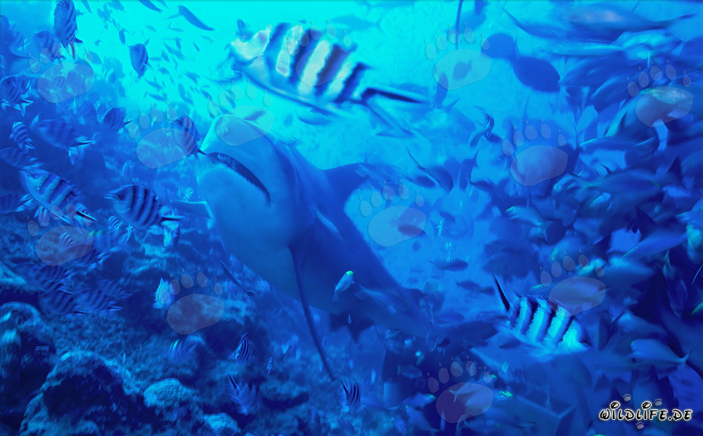 Bull shark in fish concentration