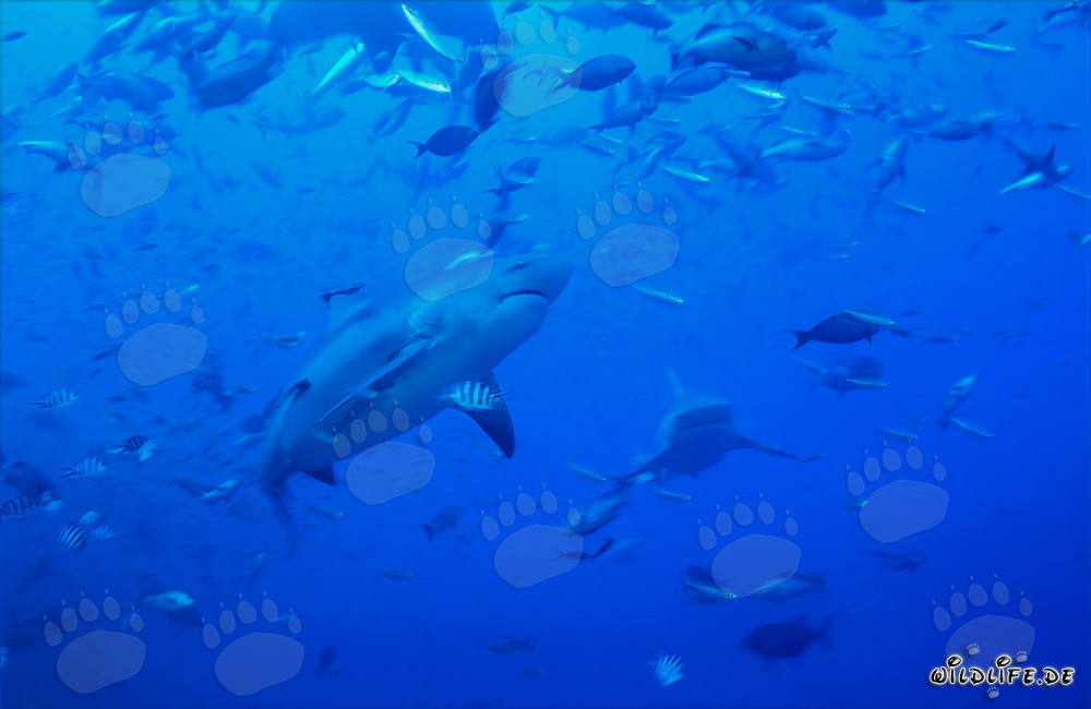 Impressive bull shark surrounded by schools of fish