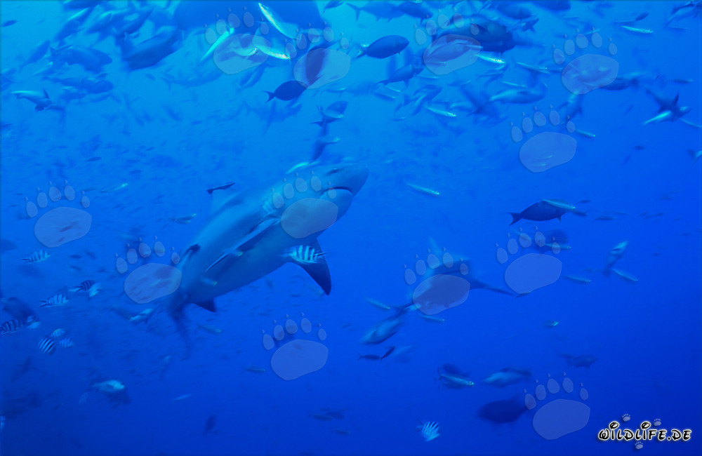 Imposanter Bullenhai umgeben von Fischschwärmen