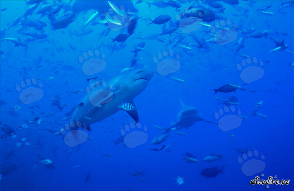 Impressionnant requin taureau entouré de bancs de poissons