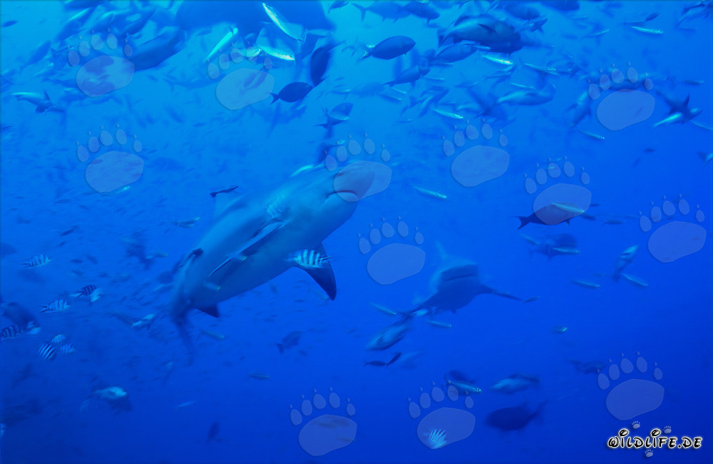 Imponente squalo toro circondato da banchi di pesci