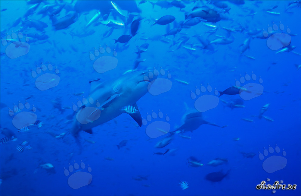 Impresionante tiburón toro rodeado de cardúmenes de peces