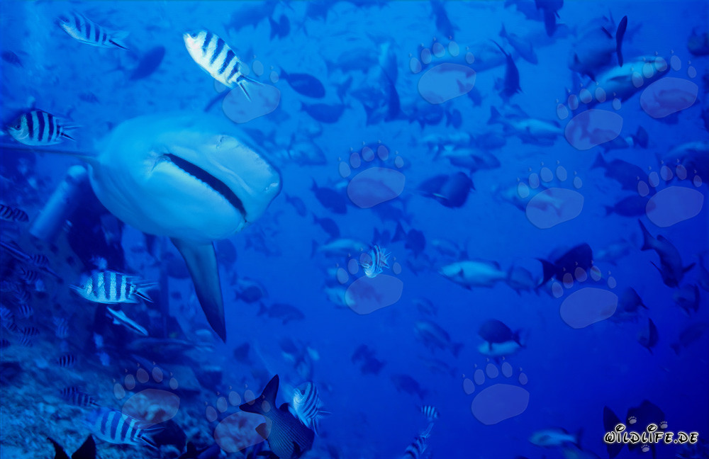 Bull shark approaches frontal