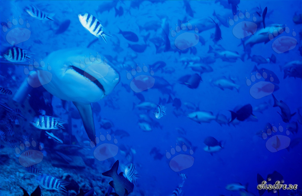 Requin taureau s'approche frontalement