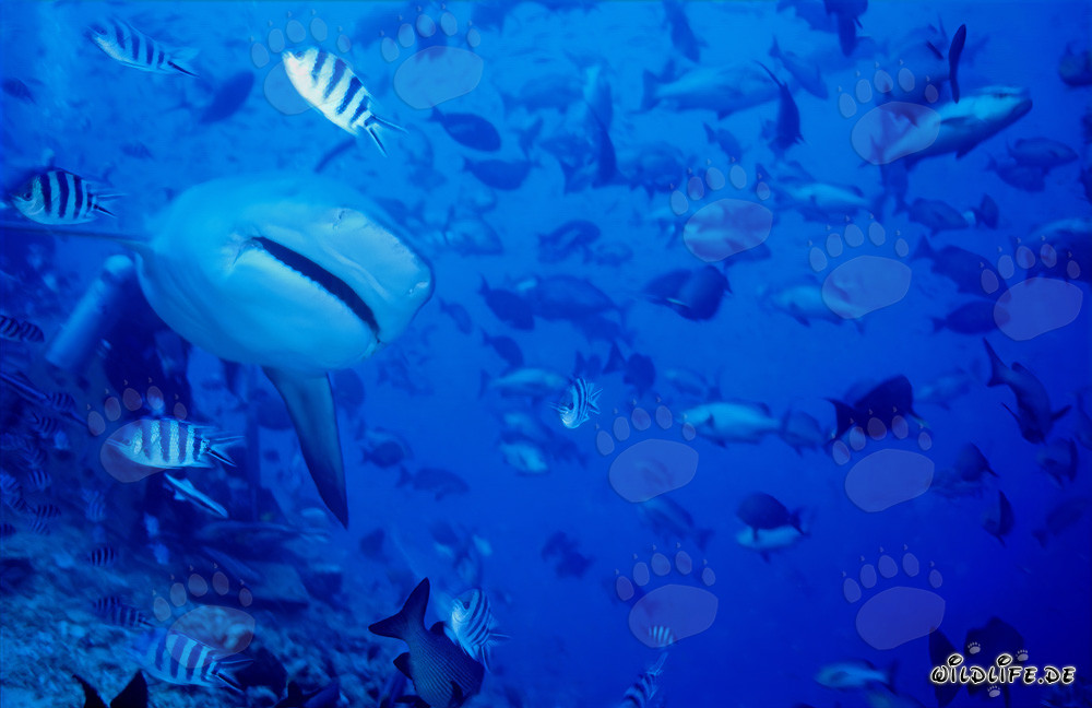 Squalo toro si avvicina frontalmente